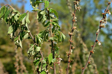 Diseases of the cherry tree.cherry fungal disease, moniliosis or monilialny burn.