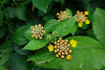 Lantana.