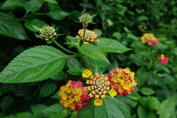 Lantana.