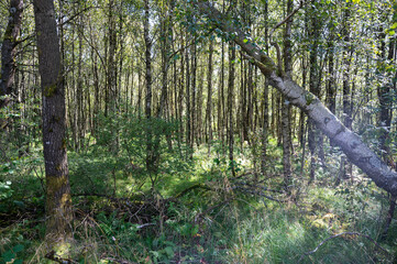 Naklejka premium In the forest with green grass
