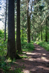 A path through a green forest
