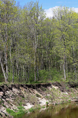 Fototapeta premium Spring on the river Bank.