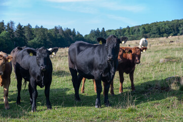 Cows in a pasture
