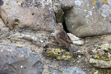 Female House Sparrow (Passer domesticus) perched on an old stone wall. Lindisfarne, UK
