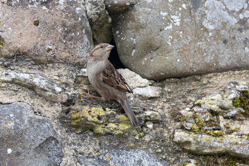 Female House Sparrow (Passer domesticus) perched on an old stone wall. Lindisfarne, UK