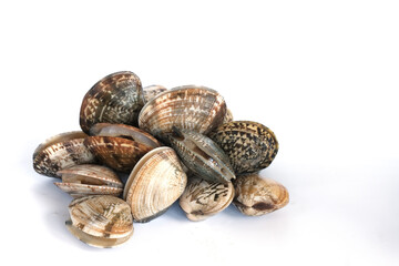 Clams on white background. Seafood.
