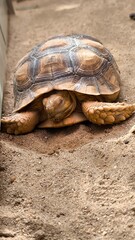 Turtles are animals that have shells to protect themselves from danger.