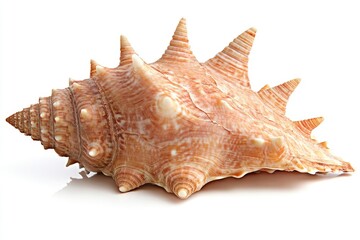 Obraz premium Seashell on white background