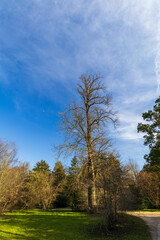 autumn landscape with trees
