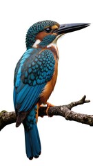 Fototapeta premium Kingfisher Standing Isolated on White Background with Detailed Feather Texture 