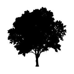cottonwood tree icon, cottonwood tree line art - simple line art of cottonwood tree, perfect for cottonwood tree logos and icons