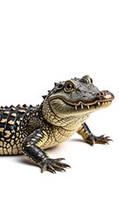Obraz premium Baby Alligator Close-up Posing on White Background Captivating Wildlife Portrait