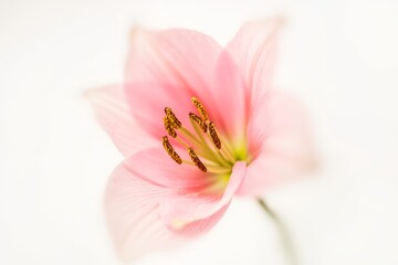 Close-up of delicate pink lily flower with soft focus and light background emphasizing natural beauty and floral elegance concept.
