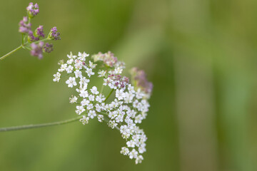 giant hogweed, white flowers of giant hogweed, white flowers, big flower head of heracleum, green background