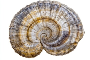 Spiral  fungal  growth