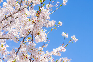 東京ソメイヨシノ02