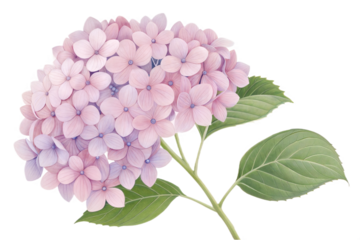 Beautiful bouquet of lilac flowers with green stems on a white background