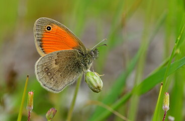 Coenonympha pamphilus 1408