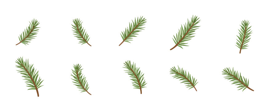 ten vibrant green pine sprigs arranged on a white background