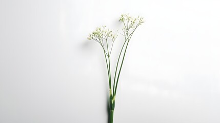 Naklejka premium Delicate White Flowers with Green Stems on a Minimalistic Background
