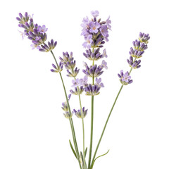 Obraz premium A lavender sprig icon with small clustered flowers on a tall stem with white background (1)