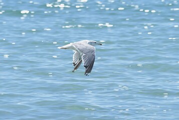 seagull on the sea
