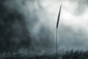 Obraz premium Solitary Blade of Grass in Misty Field