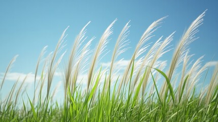 Fototapeta premium Tall grass sways gently under bright blue sky, creating serene a