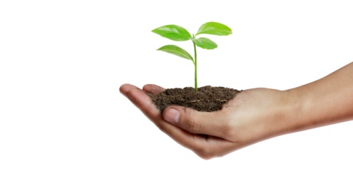 Plant growth action hand nature image earthy environment close-up view sustainability concept