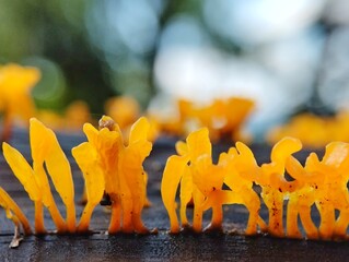 Dacryopinax spathularia or yellow fungus that grows on rotten and damp wood 
