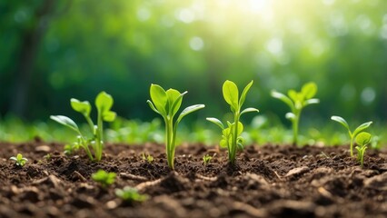 Young green seedlings growing in rich