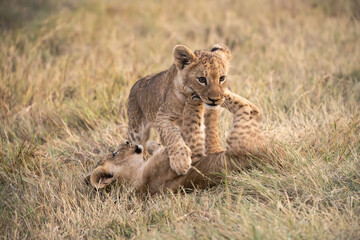 Wild cute lions , In botswana ,Africa