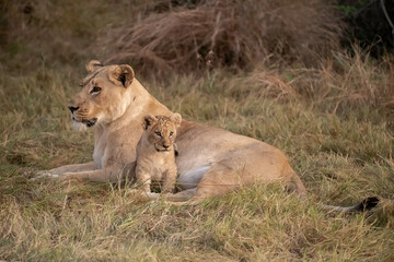 Wild cute lions , In botswana ,Africa