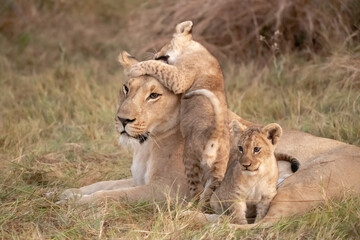Wild cute lions , In botswana ,Africa