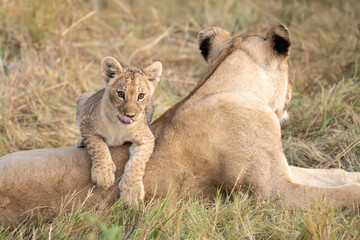 Wild cute lions , In botswana ,Africa