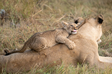 Wild cute lions , In botswana ,Africa