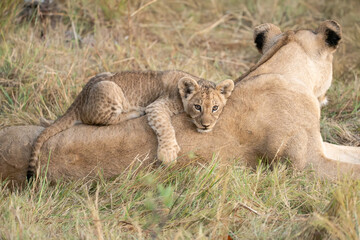 Wild cute lions , In botswana ,Africa