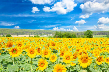 Field of beautiful sunflowers at summer day close up
