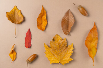 Different types of leaves on beige background. Flat lay, top view.