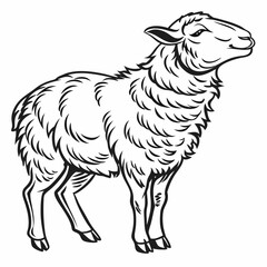 vector of a sheep