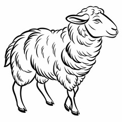 vector of a sheep