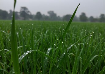 Obraz premium Dew-kissed Green Grass Field Soft Light. AI Generated