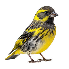 Siskin png bird siskin png small bird siskin png colorful siskin png natural siskin png lively siskin png transparent background image