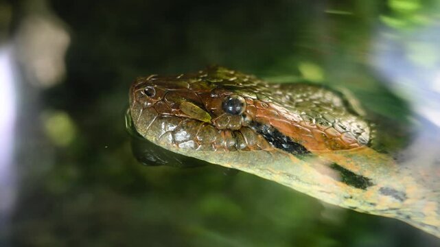 Close up shot of reticulated python on water surface. 4K Video