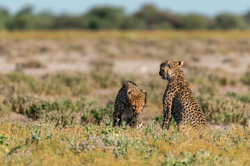 wild cheetah in botswana , Africa