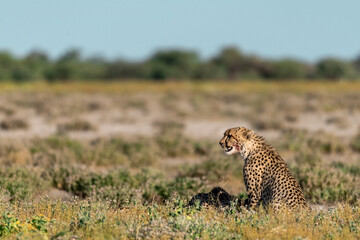 wild cheetah in botswana , Africa