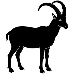 Mountain goat isolated on  black