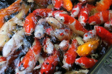 The koi in the large pond have beautiful colors.