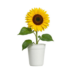 Obraz premium Fresh Yellow Sunflower Plant in White Pot with Green Leaves High Quality Isolated Photo