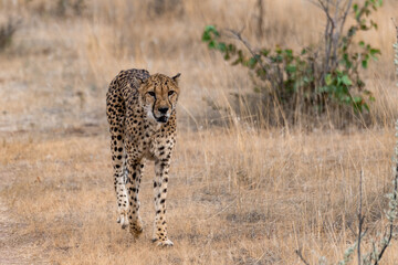 Cheetah in wild savanna , Botswana , Africa